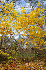 Image showing tuliptree with yellow leaves in autumn park 