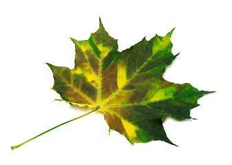 Image showing Multicolorl maple leaf