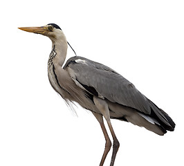 Image showing Grey heron (Ardea cinerea)