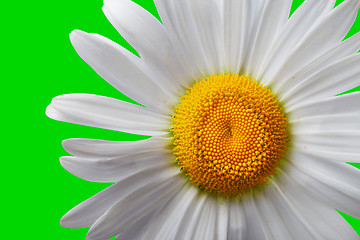 Image showing White chamomile on green background