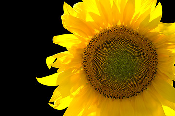 Image showing Sunflower isolated on black background
