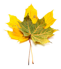 Image showing Two autumn maple-leaf
