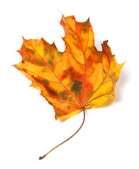 Image showing Yellowed autumn maple-leaf
