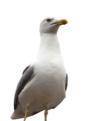 Image showing Seagull isolated on white background