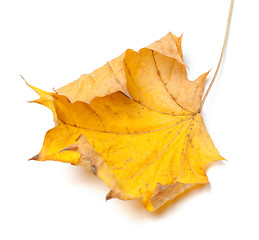 Image showing Autumn yellow maple leaf 