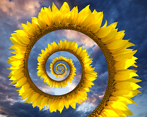 Image showing Sunflower spiral