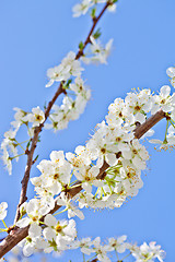 Image showing cherry blossom with white flowers