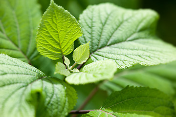 Image showing green leaf background