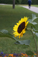 Image showing Sunflower