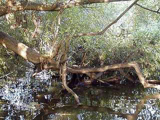 Image showing A branch in the lake