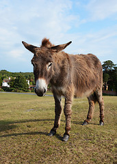 Image showing New Forest donkey in Lyndhurst, Hampshire