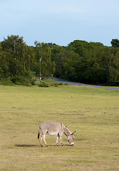 Image showing Donkey grazing in the New Forest