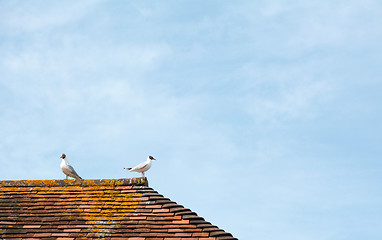 Image showing Two gulls on top of a terracotta tiled roof