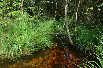 Image showing Small pond surrounded by long grasses