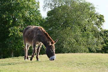 Image showing Donkey cropping grass in the sunshine