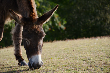 Image showing Donkey grazing in the New Forest