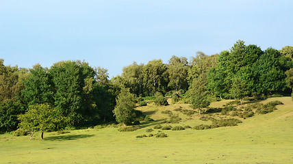 Image showing Landscape of the New Forest