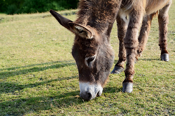 Image showing Friendly donkey grazing in the New Forest