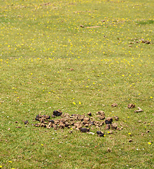 Image showing Horse manure in a green field 