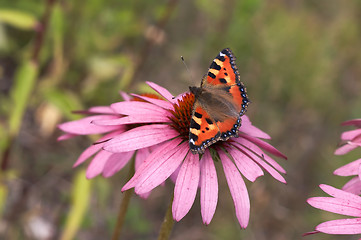 Image showing beautiful butterfly