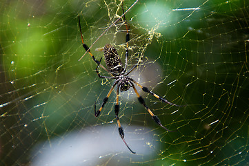 Image showing Golden Silk Spider and web