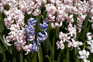 Image showing hyacinthus