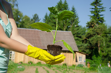 Image showing green leaves eggplant seedling on woman hands