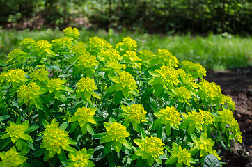 Image showing green ornamental foliage garden shrub 