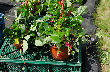 Image showing strawberry seedling plants with bloom in pots sold 