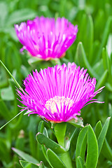 Image showing two pink mesembryanthemum daisy flowers 