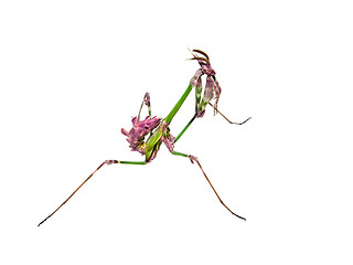 Image showing Mantis insect with courtship coloration