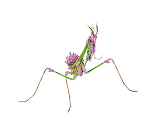 Image showing Predatory mantis insect with mimicry coloration