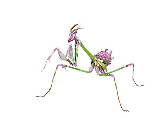 Image showing Mantis insect predator in hunting pose 