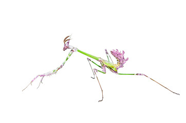 Image showing Mantis raptor with long spiked forelegs in attack pose