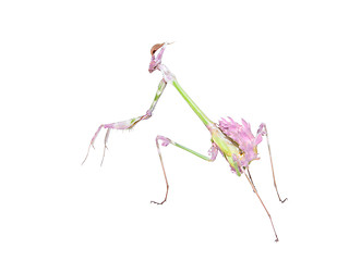 Image showing Raptorial insect mantis with spiked foreleg
