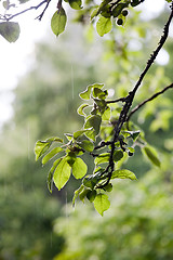 Image showing rain in the garden