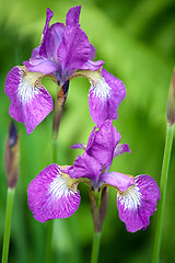 Image showing two iris flowers