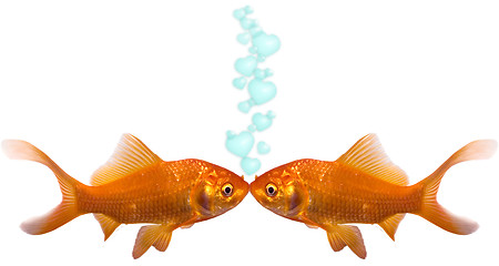 Image showing Goldfish In Love