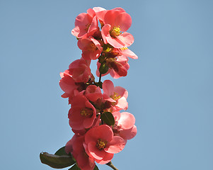 Image showing Red blooms