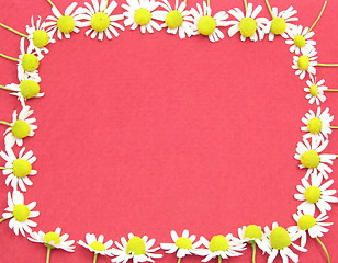 Image showing Camomile blooms formed as square on red felt 