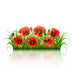 Image showing Red poppies in grass., vector