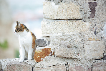 Image showing Domestic cat