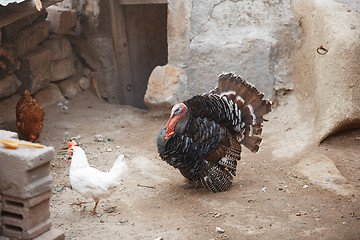 Image showing Cocks and Turkey cock