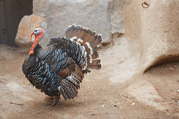 Image showing Turkey cock