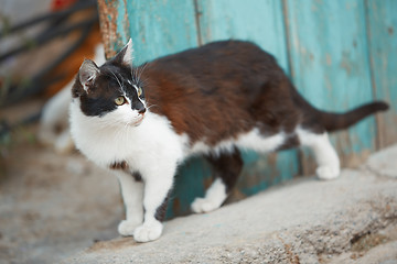 Image showing Domestic cat