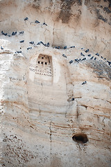 Image showing Wild pigeons on a rock