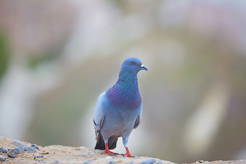 Image showing Pigeon