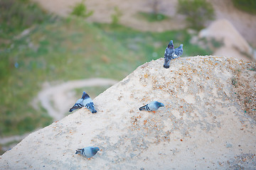 Image showing Pigeons