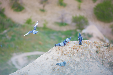 Image showing Pigeons