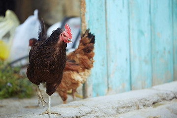 Image showing Rooster and hen